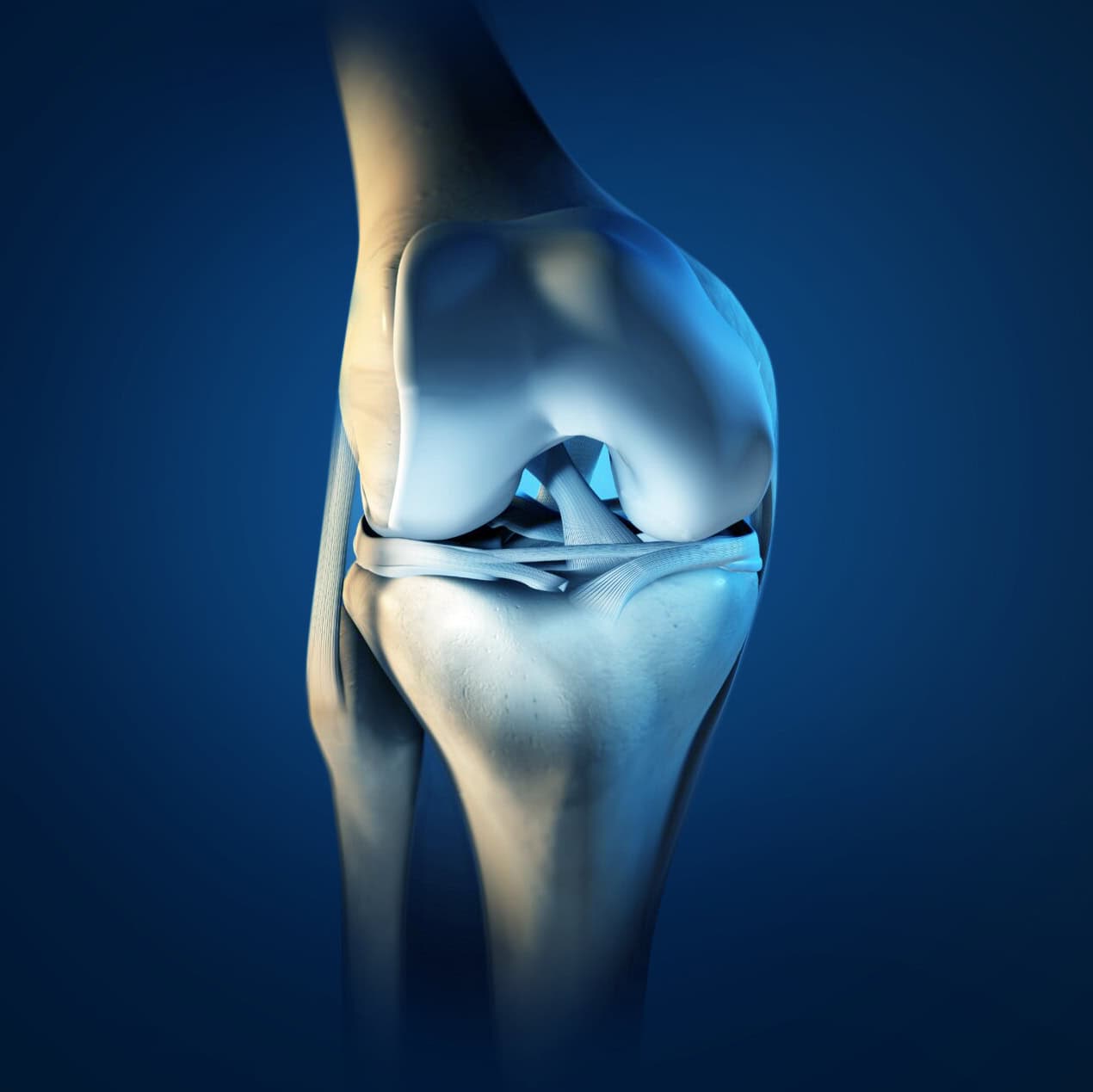knee-anatomy copy knee-anatomy copy